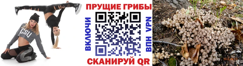 Псилоцибиновые грибы Psilocybine cubensis  сколько стоит  hydra сайт  Троицк 